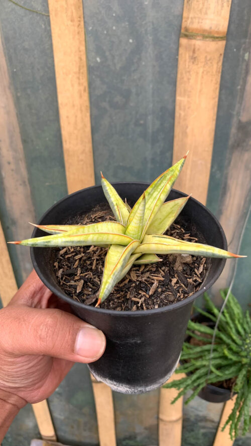 Sansevieria Blue Clone Yellow Variegated, real gallery image #8 plants. Picture taken directly from kaktus.id community Sansevieria farmer green houses.