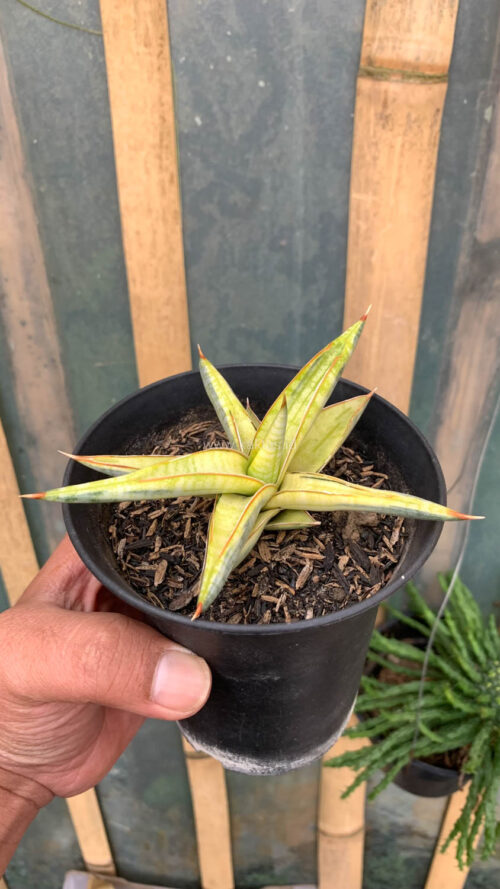 Sansevieria Blue Clone Yellow Variegated, real gallery image #7 plants. Picture taken directly from kaktus.id community Sansevieria farmer green houses.