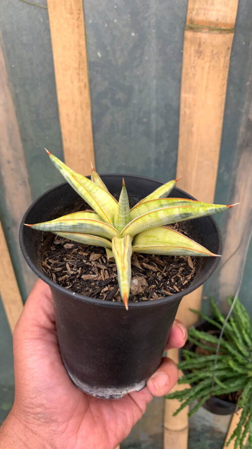 Sansevieria Blue Clone Yellow Variegated, real gallery image #6 plants. Picture taken directly from kaktus.id community Sansevieria farmer green houses.