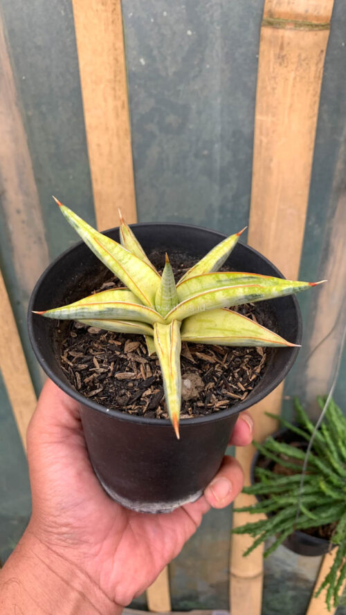 Sansevieria Blue Clone Yellow Variegated, real gallery image #5 plants. Picture taken directly from kaktus.id community Sansevieria farmer green houses.