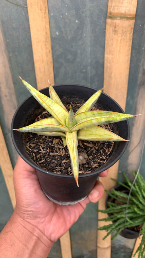 Sansevieria Blue Clone Yellow Variegated, real gallery image #4 plants. Picture taken directly from kaktus.id community Sansevieria farmer green houses.