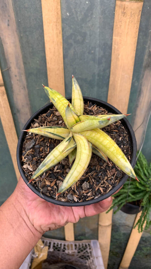 Sansevieria Blue Clone Yellow Variegated, real gallery image #3 plants. Picture taken directly from kaktus.id community Sansevieria farmer green houses.