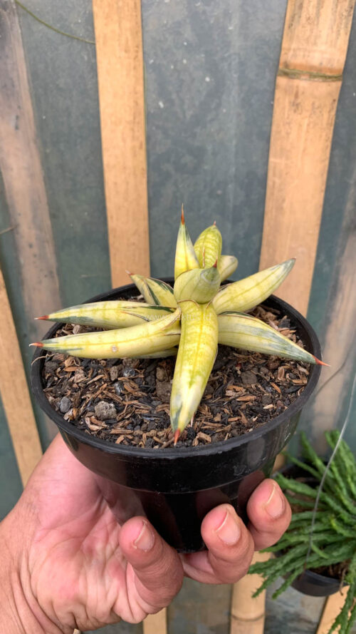 Sansevieria Blue Clone Yellow Variegated, real gallery image #2 plants. Picture taken directly from kaktus.id community Sansevieria farmer green houses.
