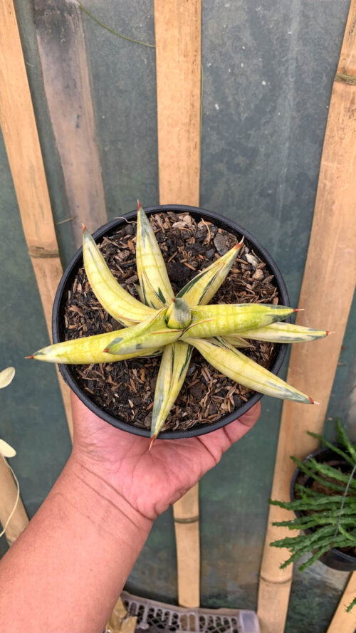 Sansevieria Blue Clone Yellow Variegated, real gallery image #1 plants. Picture taken directly from kaktus.id community Sansevieria farmer green houses.