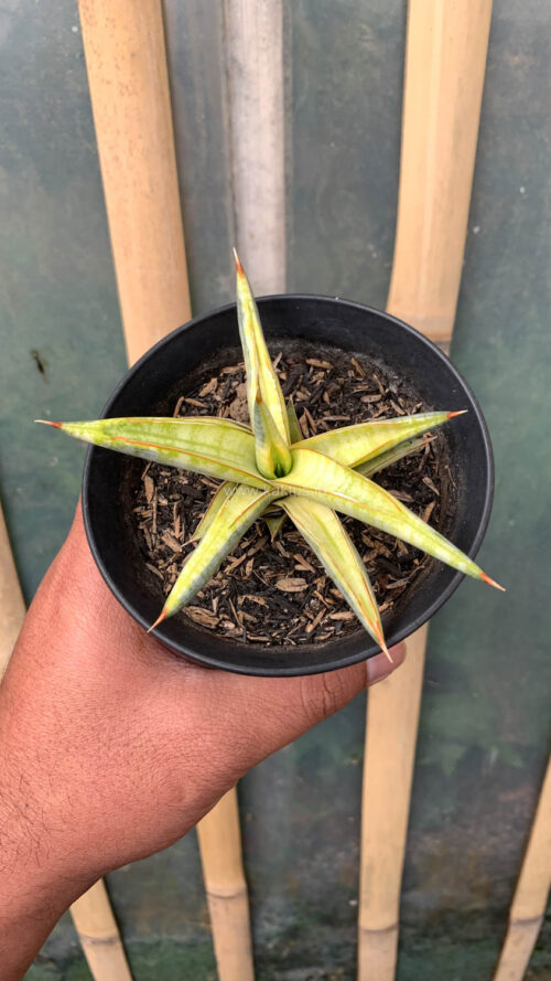 Sansevieria Blue Clone Yellow Variegated, real gallery image #22 plants. Picture taken directly from kaktus.id community Sansevieria farmer green houses.