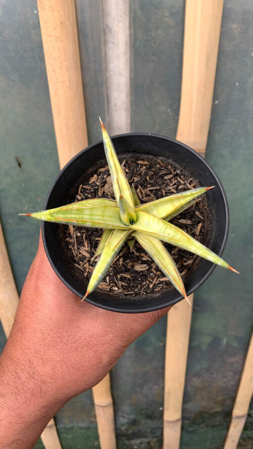 Sansevieria Blue Clone Yellow Variegated, real gallery image #21 plants. Picture taken directly from kaktus.id community Sansevieria farmer green houses.