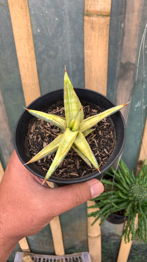 Sansevieria Blue Clone Yellow Variegated, real gallery image #20 plants. Picture taken directly from kaktus.id community Sansevieria farmer green houses.