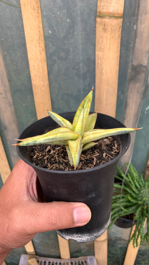kaktus.id