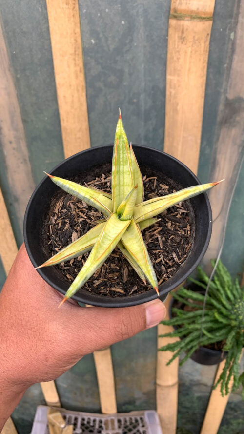 Sansevieria Blue Clone Yellow Variegated, real gallery image #17 plants. Picture taken directly from kaktus.id community Sansevieria farmer green houses.