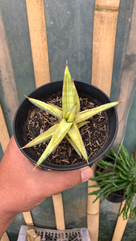 kaktus.id