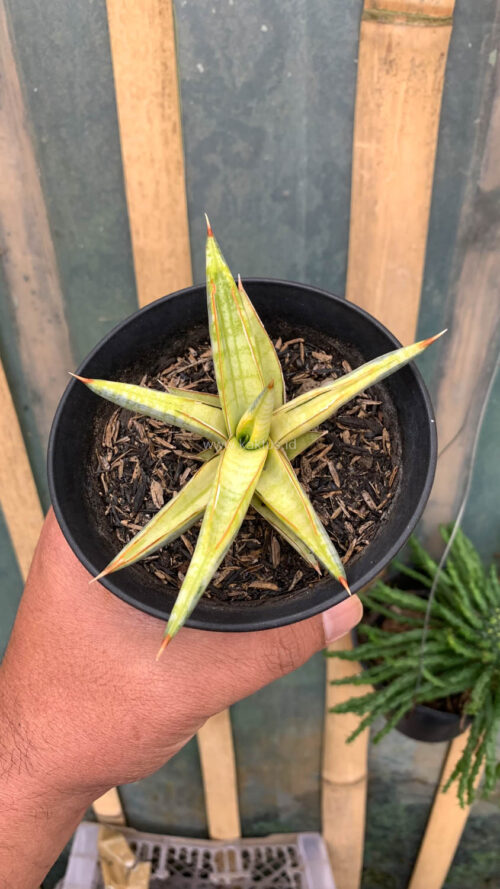 Sansevieria Blue Clone Yellow Variegated, real gallery image #16 plants. Picture taken directly from kaktus.id community Sansevieria farmer green houses.