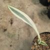Sansevieria Beauty Queen 1 Leaf, real feature image plant. Picture taken directly from kaktus.id community Sansevieria farmer green houses.
