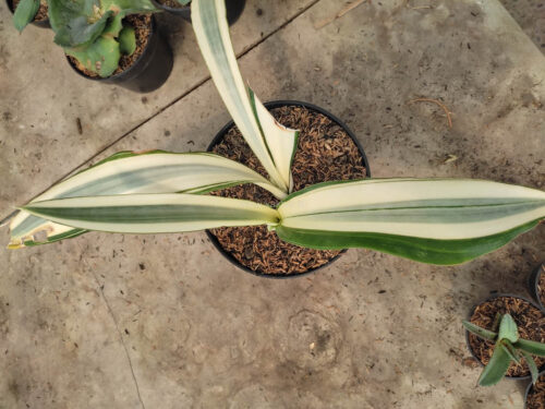 Sansevieria Beauty Queen 1 Leaf, real gallery image #1 plants. Picture taken directly from kaktus.id community Sansevieria farmer green houses.