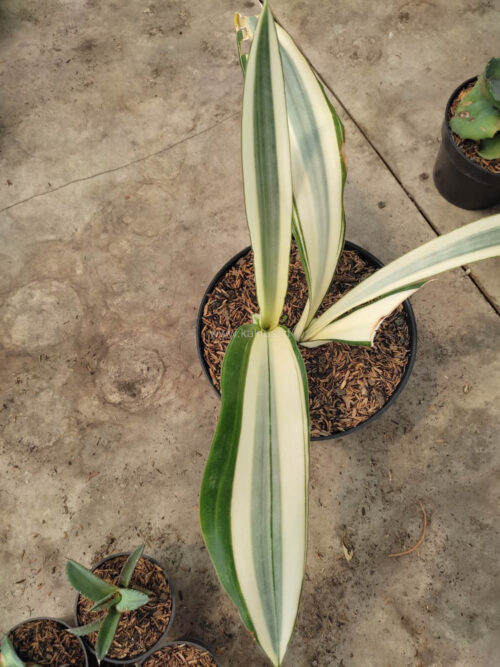 Sansevieria Beauty Queen 1 Leaf, real gallery image #3 plants. Picture taken directly from kaktus.id community Sansevieria farmer green houses.