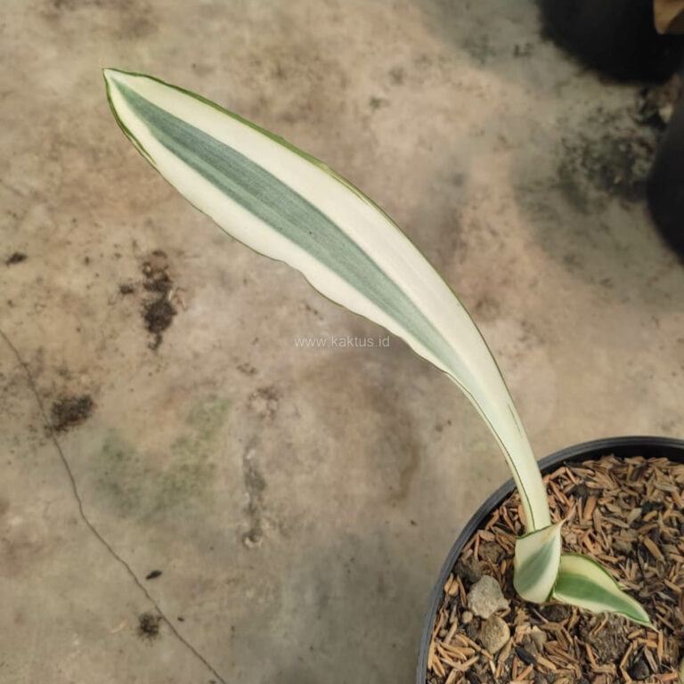 1031. Sansevieria Beauty Queen 1 Leaf
