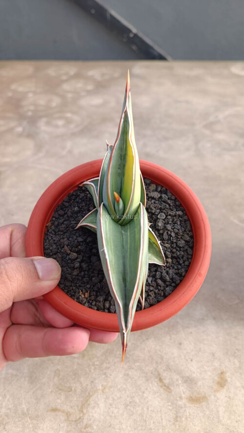 Sansevieria Rorida Variegated, real gallery image #12 plants. Picture taken directly from kaktus.id community Sansevieria farmer green houses.