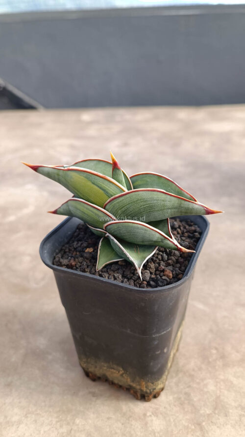 Sansevieria Rorida Variegated, real gallery image #11 plants. Picture taken directly from kaktus.id community Sansevieria farmer green houses.