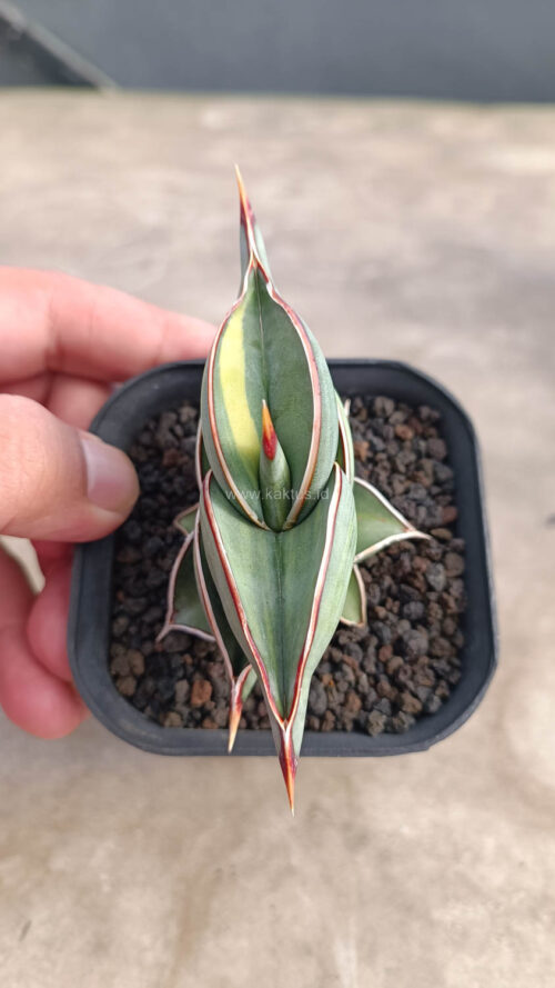 Sansevieria Rorida Variegated, real gallery image #10 plants. Picture taken directly from kaktus.id community Sansevieria farmer green houses.