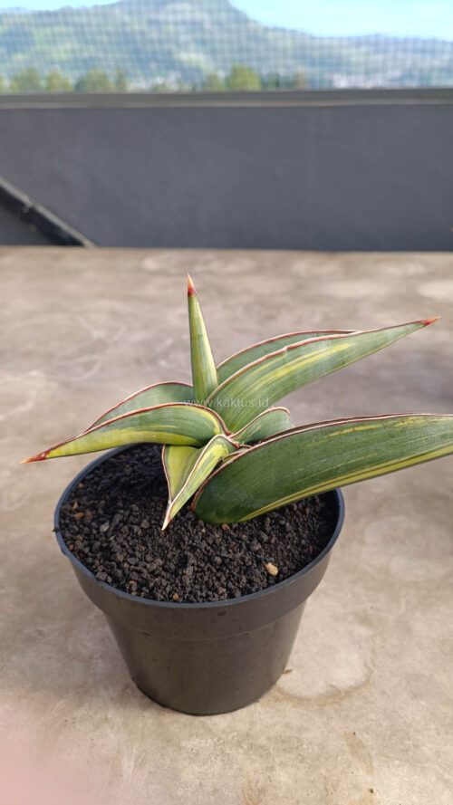 Sansevieria Rorida Variegated, real gallery image #9 plants. Picture taken directly from kaktus.id community Sansevieria farmer green houses.