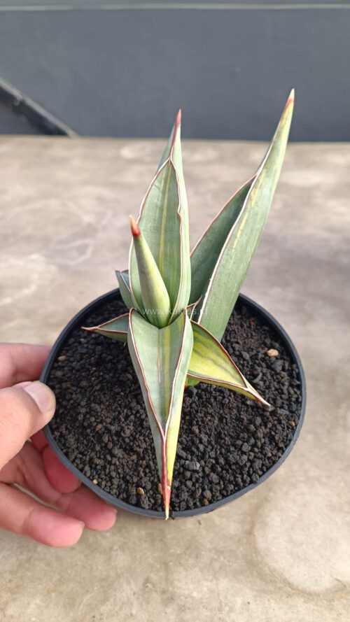 Sansevieria Rorida Variegated, real gallery image #8 plants. Picture taken directly from kaktus.id community Sansevieria farmer green houses.