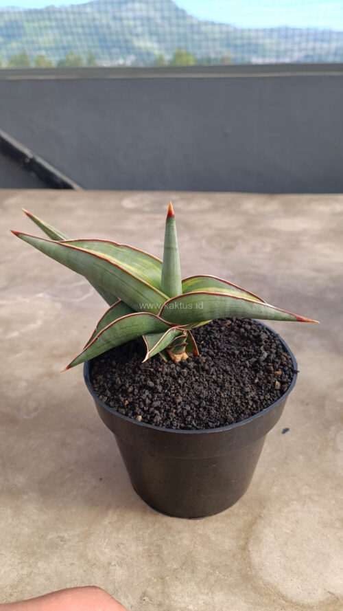 Sansevieria Rorida Variegated, real gallery image #7 plants. Picture taken directly from kaktus.id community Sansevieria farmer green houses.