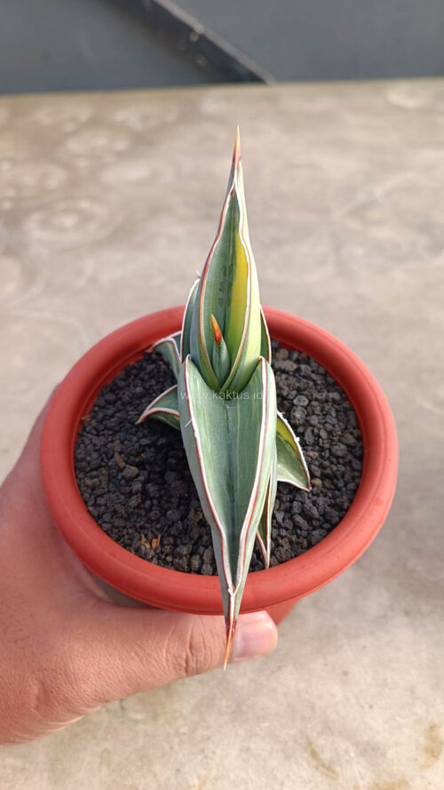 Sansevieria Rorida Variegated, real gallery image #19 plants. Picture taken directly from kaktus.id community Sansevieria farmer green houses.