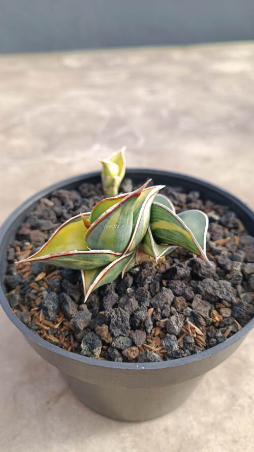 Sansevieria Rorida Variegated, real gallery image #18 plants. Picture taken directly from kaktus.id community Sansevieria farmer green houses.