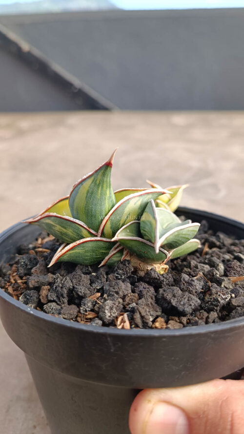 Sansevieria Rorida Variegated, real gallery image #17 plants. Picture taken directly from kaktus.id community Sansevieria farmer green houses.