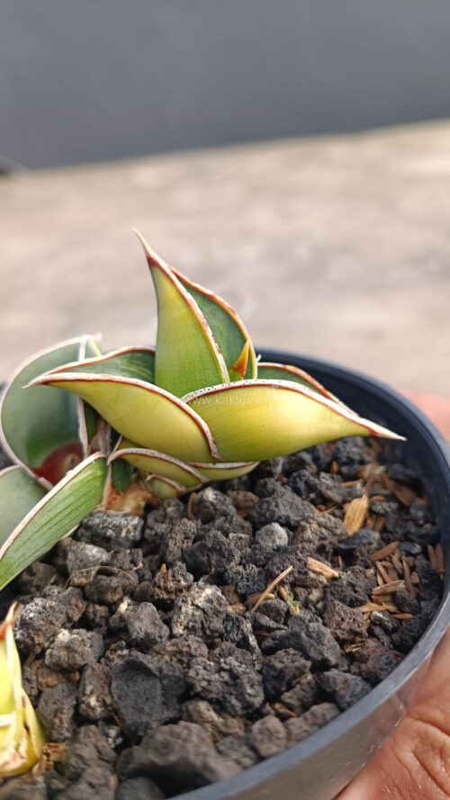 Sansevieria Rorida Variegated, real gallery image #16 plants. Picture taken directly from kaktus.id community Sansevieria farmer green houses.