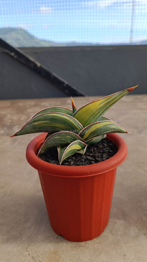 Sansevieria Rorida Variegated, real gallery image #20 plants. Picture taken directly from kaktus.id community Sansevieria farmer green houses.