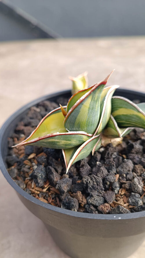 Sansevieria Rorida Variegated, real gallery image #14 plants. Picture taken directly from kaktus.id community Sansevieria farmer green houses.