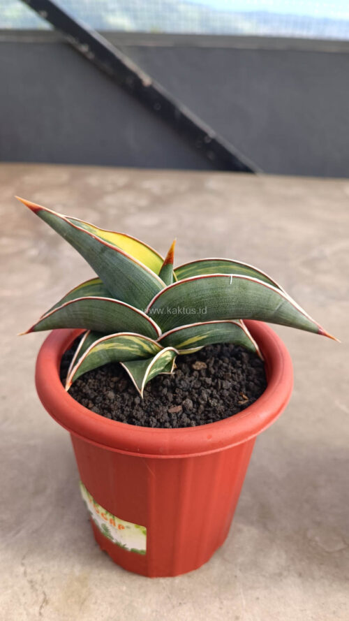 Sansevieria Rorida Variegated, real gallery image #6 plants. Picture taken directly from kaktus.id community Sansevieria farmer green houses.