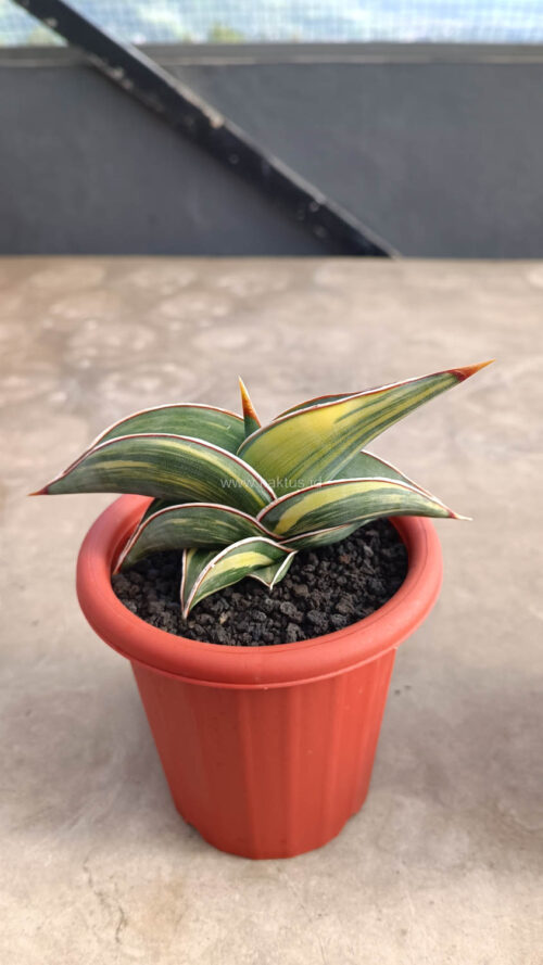 Sansevieria Rorida Variegated, real gallery image #13 plants. Picture taken directly from kaktus.id community Sansevieria farmer green houses.