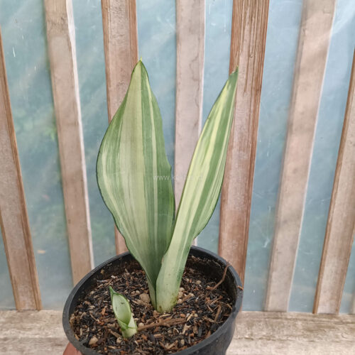 Sansevieria Moonshine Variegated, real gallery image #10 plants. Picture taken directly from kaktus.id community Sansevieria farmer green houses.