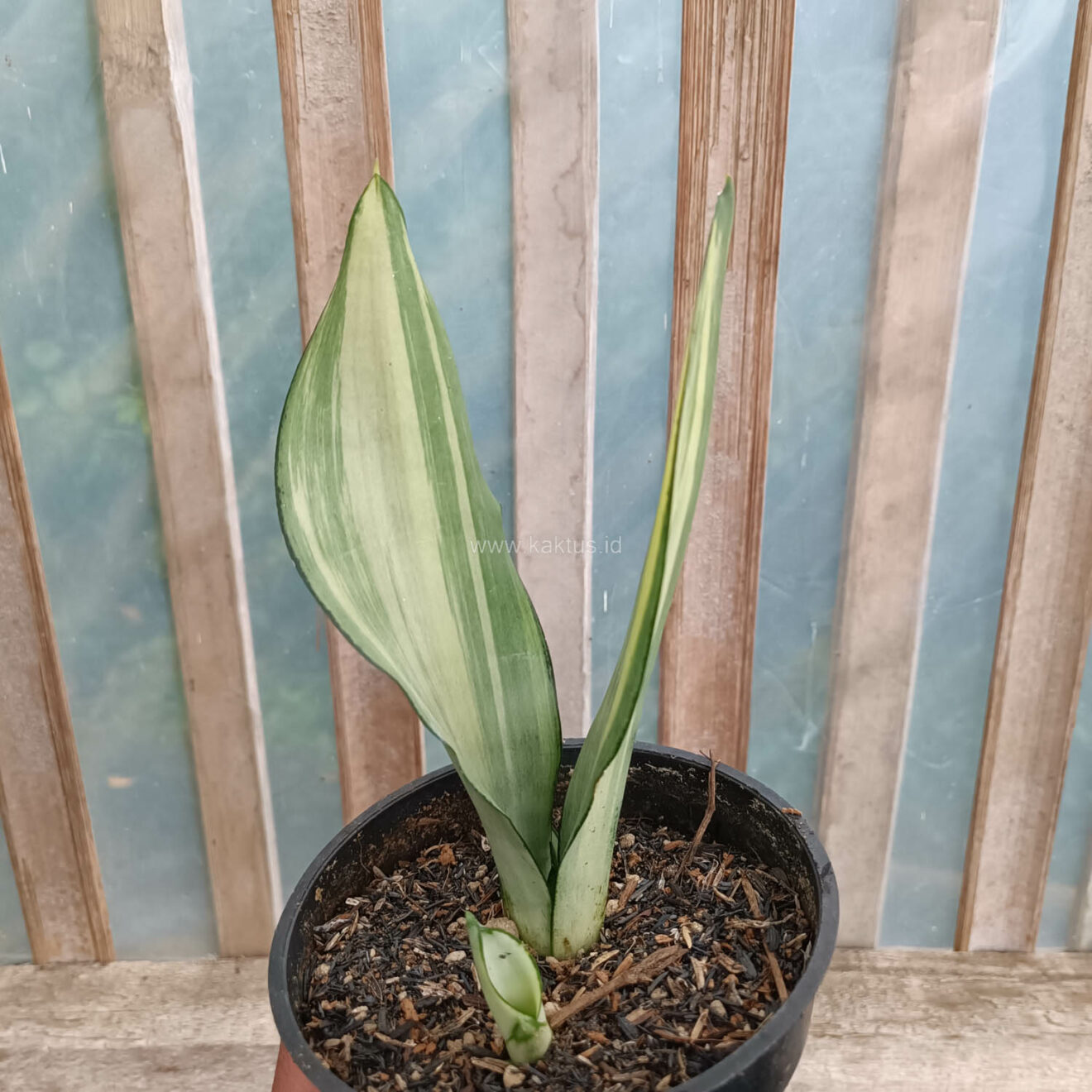 Sansevieria Moonshine Variegated, real gallery image #3 plants. Picture taken directly from kaktus.id community Sansevieria farmer green houses.