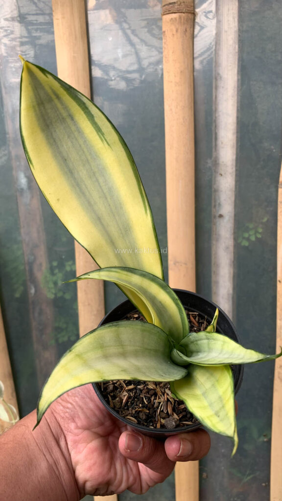 kaktus.id