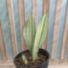 Sansevieria Moonshine Variegated, real gallery image #9 plants. Picture taken directly from kaktus.id community Sansevieria farmer green houses.
