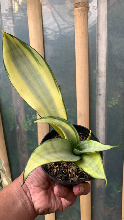 Sansevieria Moonshine Variegated, real gallery image #6 plants. Picture taken directly from kaktus.id community Sansevieria farmer green houses.
