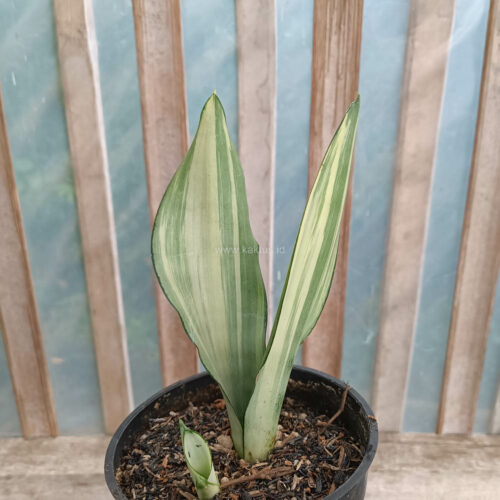 Sansevieria Moonshine Variegated, real gallery image #8 plants. Picture taken directly from kaktus.id community Sansevieria farmer green houses.