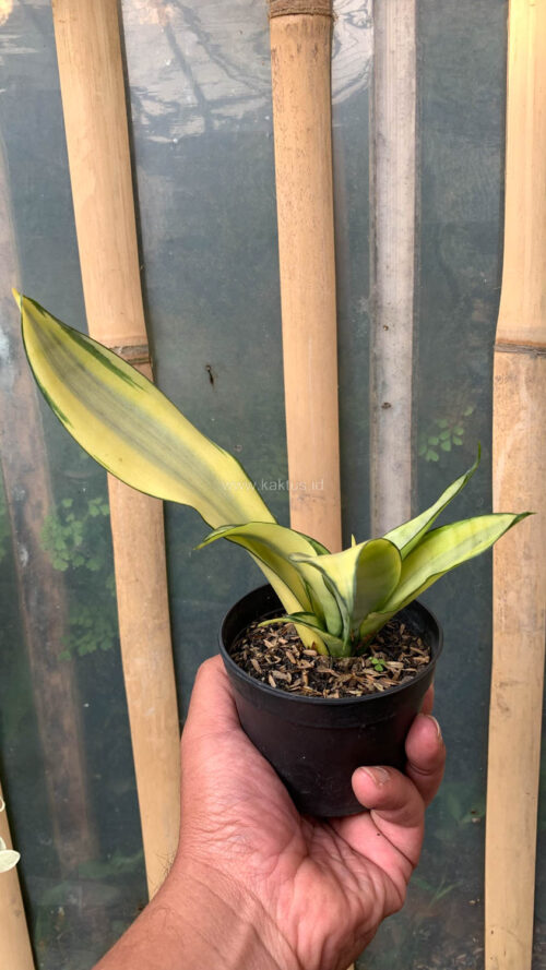 Sansevieria Moonshine Variegated, real gallery image #2 plants. Picture taken directly from kaktus.id community Sansevieria farmer green houses.