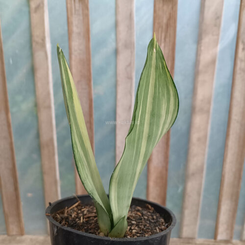 Sansevieria Moonshine Variegated, real gallery image #7 plants. Picture taken directly from kaktus.id community Sansevieria farmer green houses.