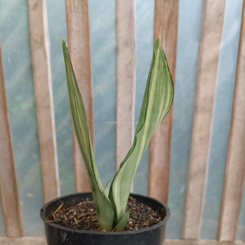 Sansevieria Moonshine Variegated, real gallery image #5 plants. Picture taken directly from kaktus.id community Sansevieria farmer green houses.