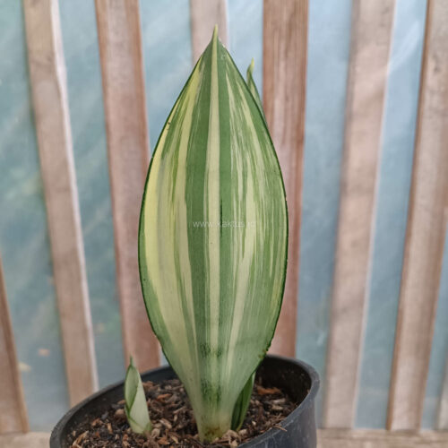 Sansevieria Moonshine Variegated, real gallery image #1 plants. Picture taken directly from kaktus.id community Sansevieria farmer green houses.