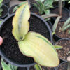 Sansevieria Silver Blue Aurea Variegated, real feature image plant. Picture taken directly from kaktus.id community Sansevieria farmer green houses.