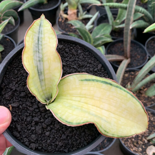 Sansevieria Silver Blue Aurea Variegated, real gallery image #4 plants. Picture taken directly from kaktus.id community Sansevieria farmer green houses.