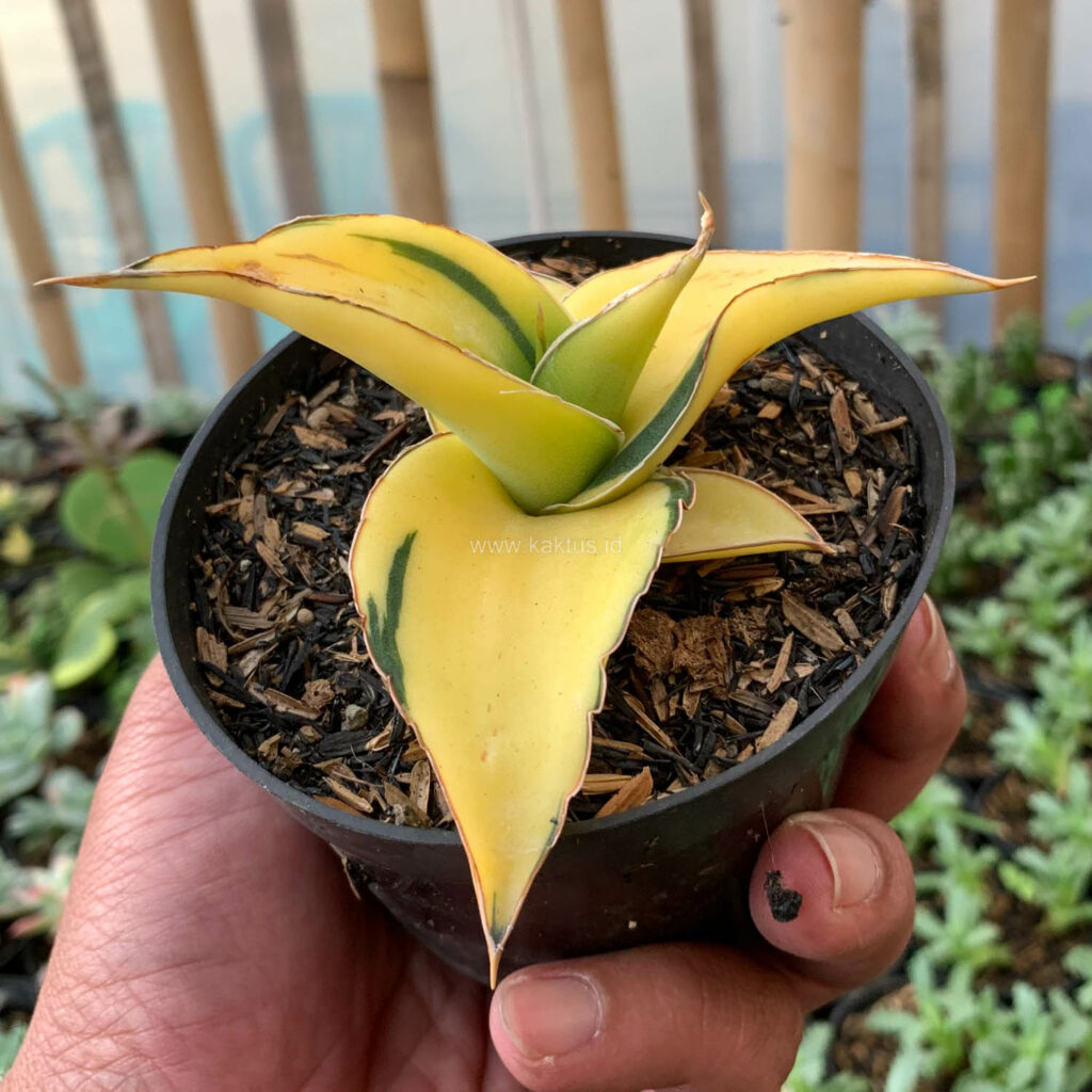kaktus.id
