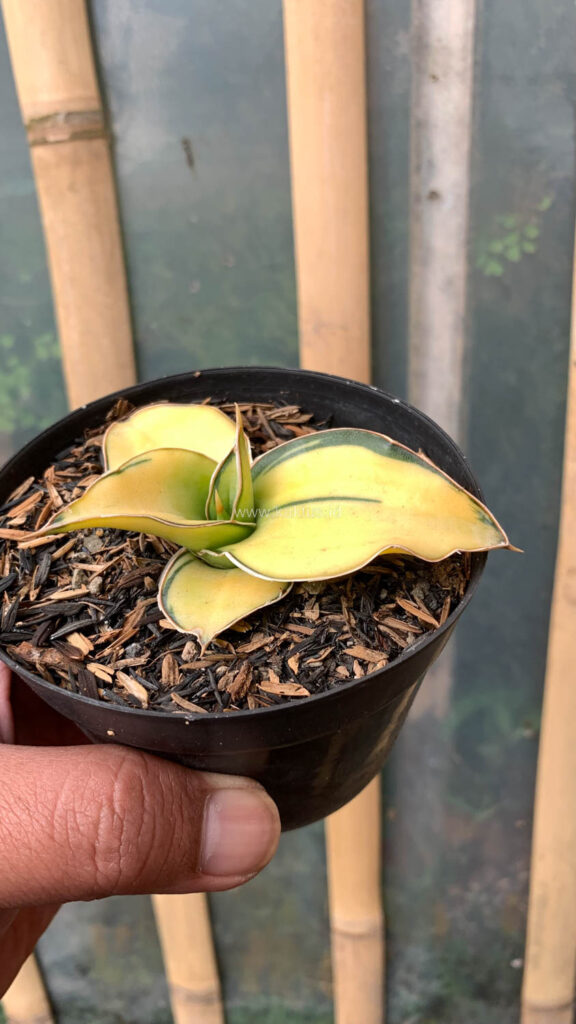kaktus.id