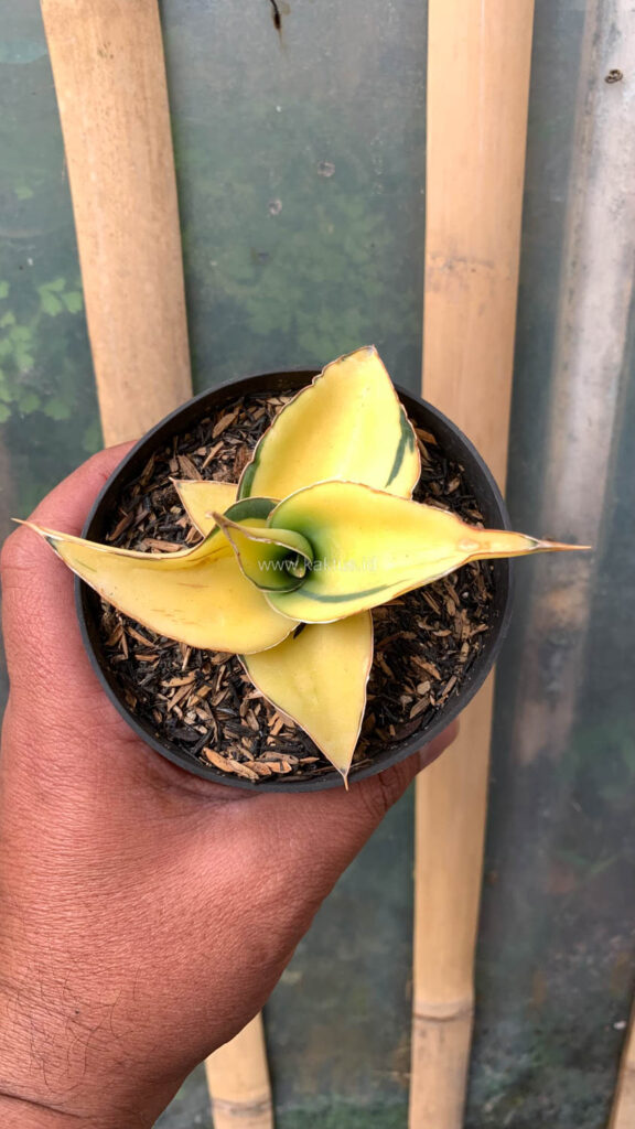 kaktus.id
