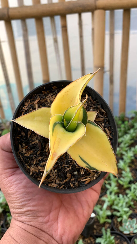 kaktus.id