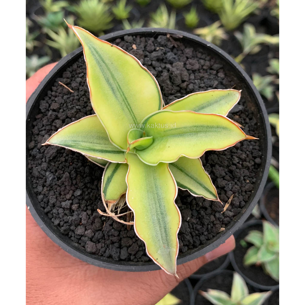 kaktus.id